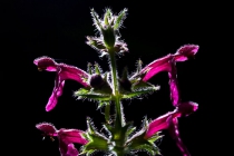 Hedge Woundwort (Stachys sylvatica)