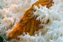 Coral fungus (Ramaria sp.)