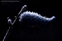 Common Milkweed (Asclepias syriaca)