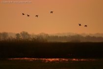 Sunrise with Greylag Geese