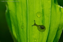 Snail (Gastropoda sp.)