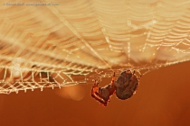 Orb-weaver Spider (Araneus sp.)