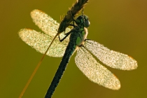 Hawker Dragonfly (Aeshna affinis)