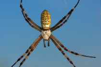 Wasp Spider (Argiope bruennichi)