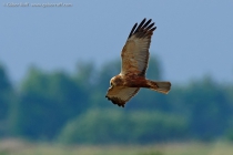 Marsh Harrier (Circus aeruginosus)