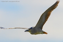 Black-crowned Night Heron (Nycticorax nycticorax)