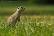 European Ground Squirrel (Spermophilus citellus)