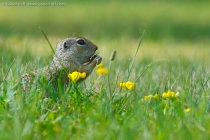 European Ground Squirrel (Spermophilus citellus)