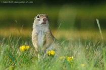 European Ground Squirrel (Spermophilus citellus)