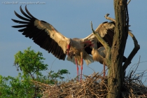 White Stork (Ciconia ciconia)