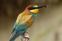 European Bee-eater (Merops apiaster)