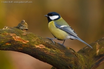 Great Tit (Parus major)