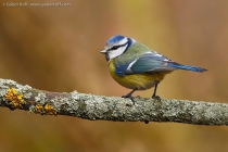 Blue Tit (Cyanistes caeruleus)