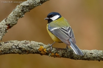 Great Tit (Parus major)