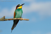 European Bee-eater (Merops apiaster)