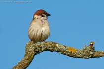 Eurasian Tree Sparrow (Passer montanus)