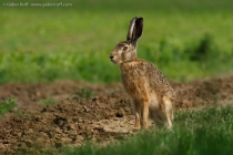 Brown Hare (Lepus europaeus)