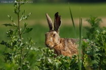 Brown Hare (Lepus europaeus)