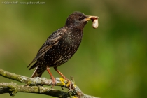 European Starling (Sturnus vulgaris)