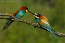 European Bee-eater (Merops apiaster)