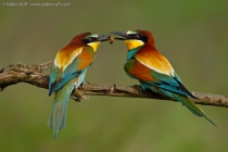 European Bee-eater (Merops apiaster)