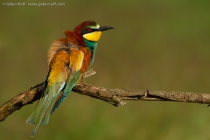 European Bee-eater (Merops apiaster)