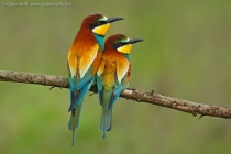 European Bee-eater (Merops apiaster)