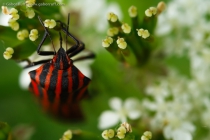 Striated Shieldbug (Graphosoma lineatum)