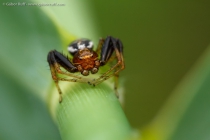 Crab Spider (Xysticus sp.)