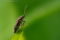 Scentless Plant Bug (Stictopleurus punctatonervosus)