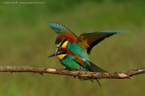 European Bee-eater (Merops apiaster)