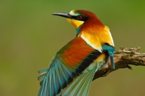 European Bee-eater (Merops apiaster)