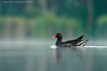 Common Moorhen (Gallinula chloropus)