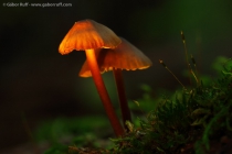 Marasmius sp.