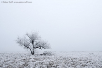 Winter in the Puszta