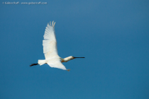 Eurasian Spoonbill (Platalea leucorodia)