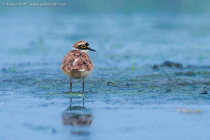 Little Ringed Plover (Charadrius dubius)