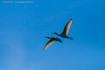 Eurasian Spoonbill (Platalea leucorodia)