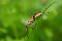 Nursery-web Spider (Pisaura mirabilis)