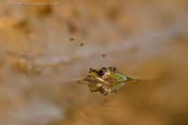 Waterfrog (Pelophylax sp.)