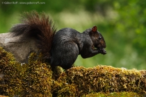 Eastern Gray Squirrel (Sciurus carolinensis), melanistic form