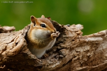 Eastern Chipmunk (Tamias striatus)