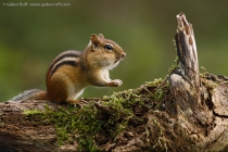 Eastern Chipmunk (Tamias striatus)