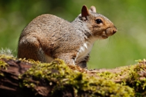 Eastern Gray Squirrel (Sciurus carolinensis)