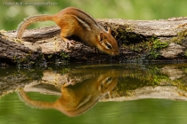 Eastern Chipmunk (Tamias striatus)