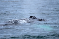 Humpback Whale (Megaptera novaeangliae)