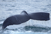 Humpback Whale (Megaptera novaeangliae)