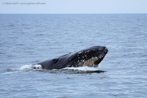 Humpback Whale (Megaptera novaeangliae)