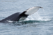 Humpback Whale (Megaptera novaeangliae)