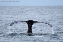 Humpback Whale (Megaptera novaeangliae)